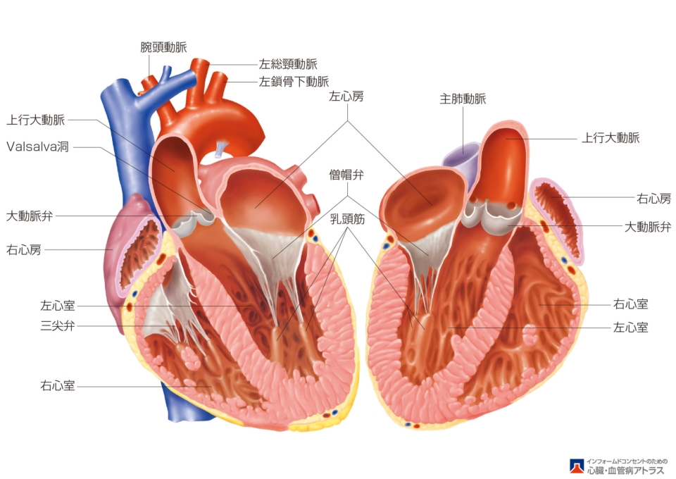 心臓 の 断面 図